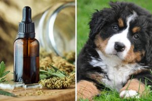CBD Oil for Dogs